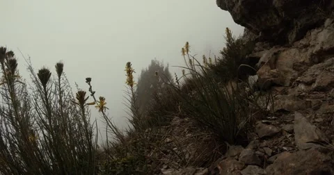 A small patch of rocks overgrown with grass visible in the mountains by fog Stock Footage 53563713