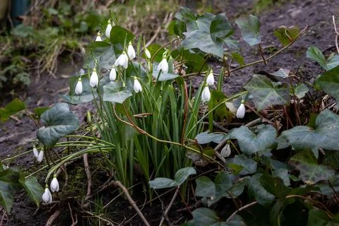 A small patch of Snowdrop is growing in a garden Stock Photos