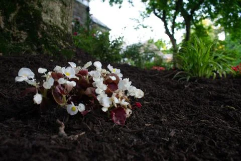 A Small Patch of White Flowers in Black Mulch Stock Photos