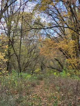 A small path in the autumn forest Stock Photos