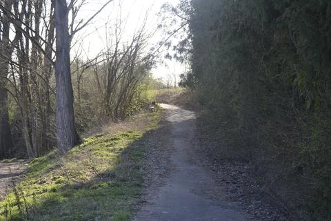 A small path between the branches in the forest Stock Photos