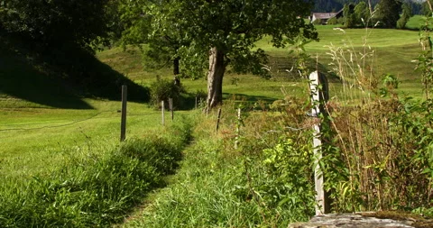 A small path between the fields that are surrounded by fences. Stock Footage 221862244