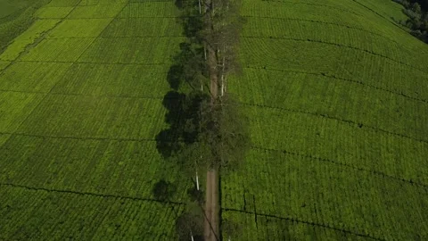 A small path between the tea gardens Video stock 244692065