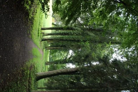 Small path between trees. Stock Photos