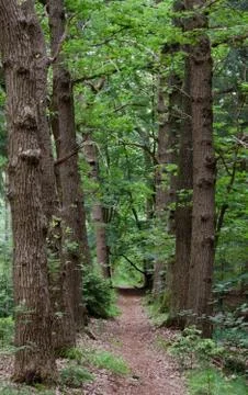 Small path between two rows of old Oak trees. Foto stock