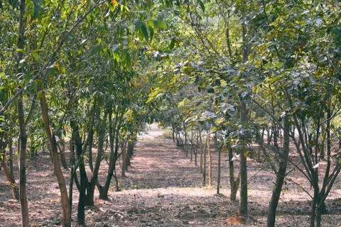 A small path crossing between group of trees Stock Photos