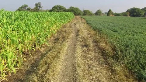 Small path Stock Footage 75054586