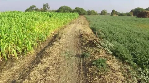 Small path Stock Footage 75055380