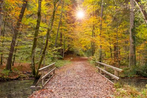 Small path in forest at autumn Stock Photos