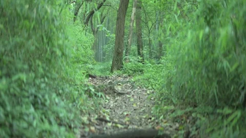 Small path in the forest. Stock Footage 243371219