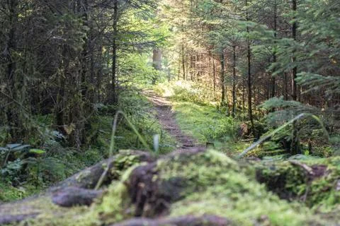 Small path in a forest in late summer Stock Photos
