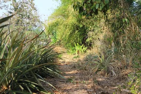 A small path in the forest with natural green trees. Stock Photos