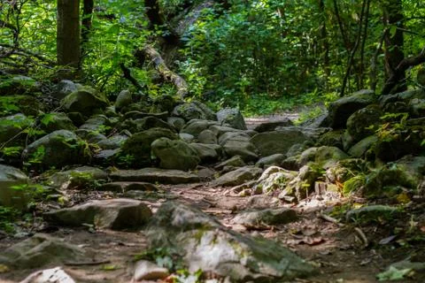 A small path in the forest Stock Photos