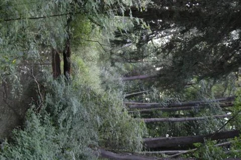 Small path in a forest Stock Photos