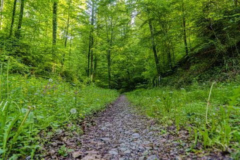 Small path in forest Stock Photos