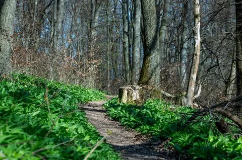 Small path in the forest Stock Photos