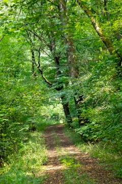Small path in the forest in Sankt Wendel Stock Photos