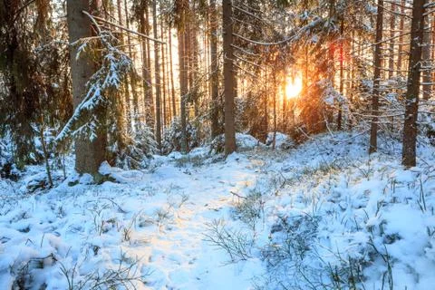 Small path at forest sunset Stock Photos