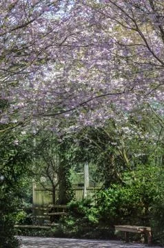 Small path full of cherry tree of Japan Stock Photos