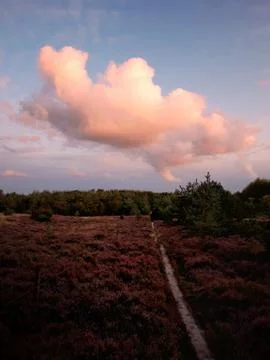 Small path on heath and puffy sunset cloud Stock Photos