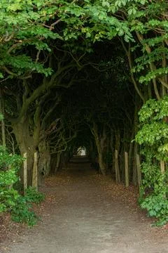 Small path inside long row of Hornbeam Carpinus  at Pålsjö Slott Stock Photos