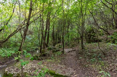A small path leading deep into the dense forest Stock Photos