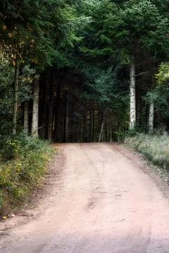 Small path in the pine forest Stock Photos