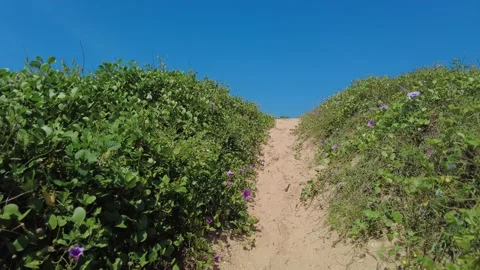Small path through beach morning glory plants, blue sky background Video stock 226710638