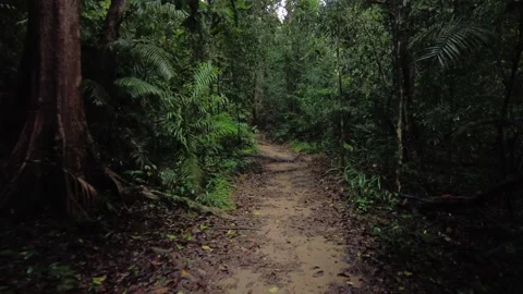Small path through dense forest, Kallar Meenmutty forest, Thiruvananthapuram Stock Footage 228001948