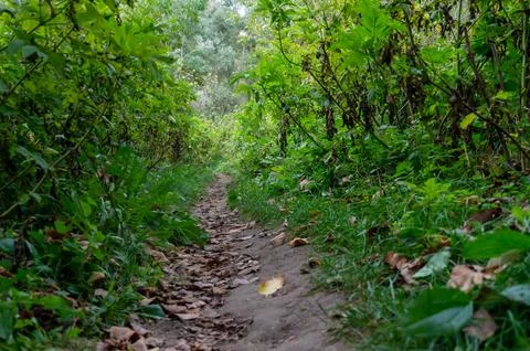 A small path through a dense green forest Stock Photos