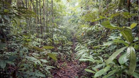 Small Path Through Dense Jungle Stock Photos