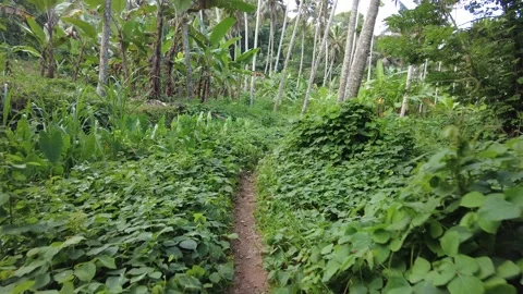 Small path through dense Tropical kudzu (Pueraria phaseoloides) plant Stock Footage