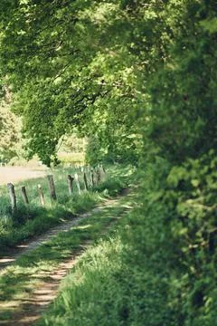 Small path through green nature Stock Photos