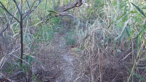Small path through lush thickets of reeds. Stock Footage 282800365