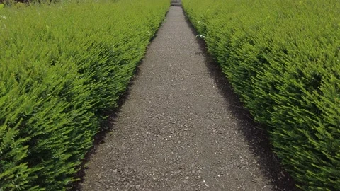 Small path through Mousetail plant or myrtle-leaf (Phyllanthus myrtifolius) Stock Footage 228000658