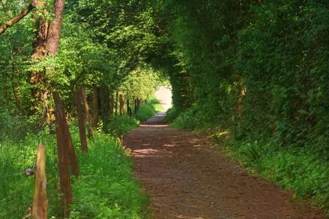 Small path through a natural forest. Stock Photos