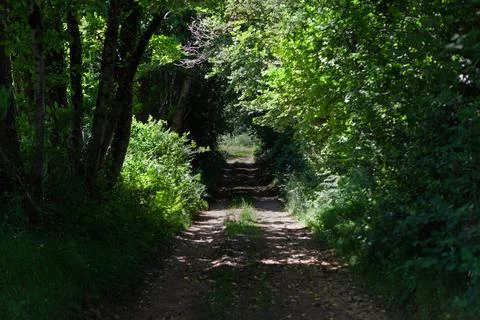 Small path in the undergrowth in summer Stock Photos