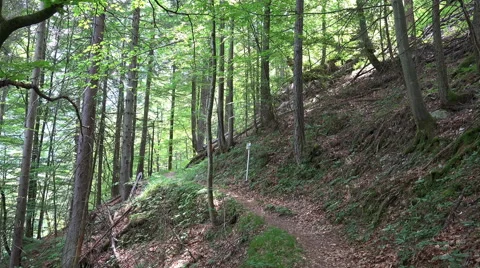Small pathway in Austria alps mountain forest Stock Footage 51485369