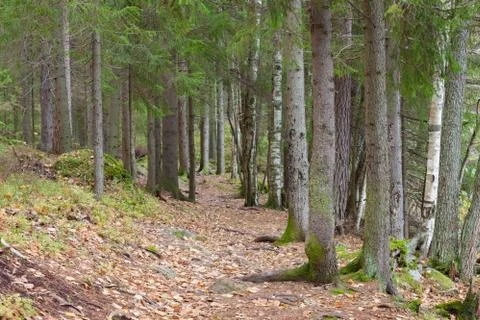 Small pathway in forest Stock Photos
