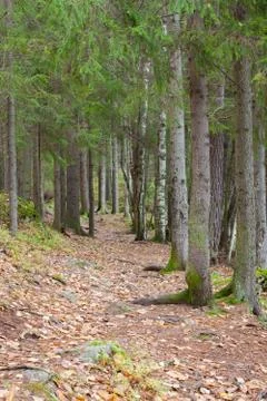 Small pathway in forest Stock Photos