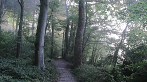 A small pathway through an old forest during a misty morning Stock-Footage 166304714