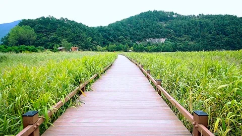A small pathway through the reeds field in Suncheon bay wetlands Video stock 92978648