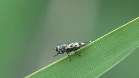 Small Patterned Wing Fly Resting on Green Grass Blade Macro Stock Footage 342089039