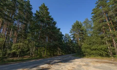 Small paved road through the forest on a clear day against a blue sky. A Foto stock
