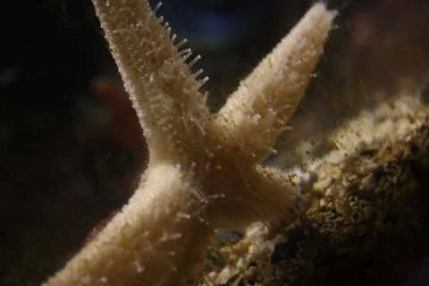 Small paws of the starfish Stock Photos