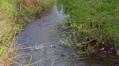 A small peaceful stream in spring Video stock 62488528
