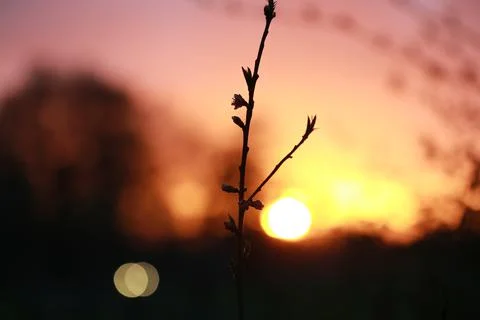 Small peach tree in front of a sunset Stock Photos