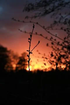 Small peach tree in front of a sunset Stock Photos
