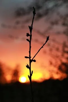 Small peach tree in front of a sunset Stock Photos