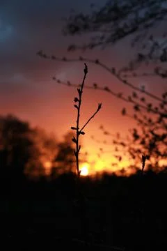 Small peach tree in front of a sunset Stock Photos